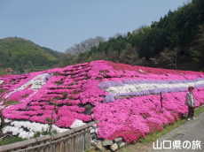 ���̂��̎ō�