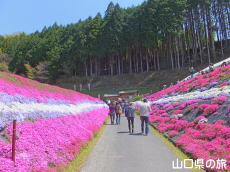 �ō��𗬂̗�