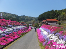 �ō��𗬂̗�