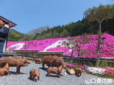 �ō��𗬂̗�