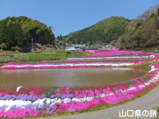 �ō��𗬂̗�