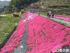 �ō��𗬂̗�