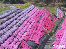 �ō��𗬂̗�