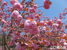 ���d���R�W�]��