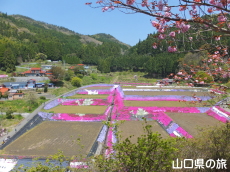 �ō��𗬂̗�