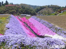 �ō��𗬂̗�