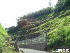 龍鱗郷