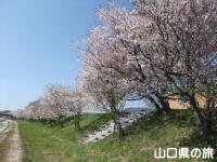 田布施川の桜並木