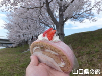 桜のわらび餅ロール