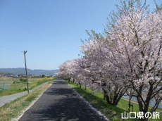 �c�z�{��̍�����