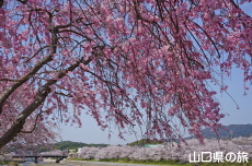 �c�z�{��͐�����̎}����