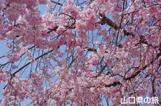 �c�z�{��͐�����̎}����