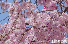 �c�z�{��͐�����̂������