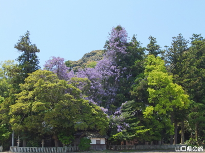 出雲神社の藤