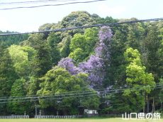 �o�_�_�Ђ̓�