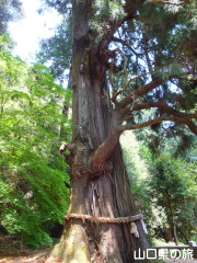 ニの宮の大杉