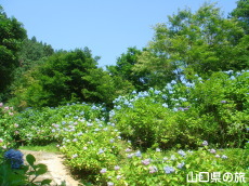 �d���̋��̎��z�ԃ��[�h