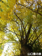 �����Ђ̑�C�`���E