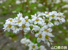 �����̉�