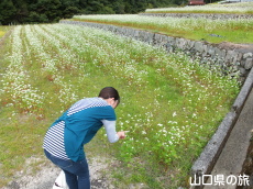 �����̉Ԃ��y���ޗ����_