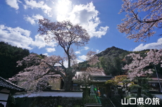 ���@���̑僄�}�U�N��