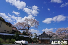 ���@���̑僄�}�U�N��