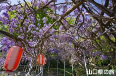 �����i�����̑員�I