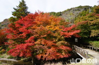石柱渓の紅葉