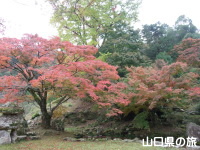 華山神上寺の紅葉