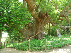 川棚のクスの森