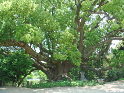 川棚のクスの森