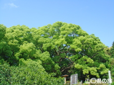 川棚のクスの森