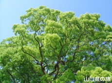 川棚のクスの森