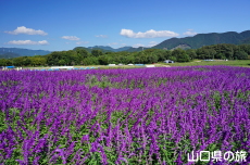 ���L�V�J���u�b�V���Z�[�W