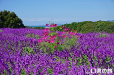 ���L�V�J���u�b�V���Z�[�W