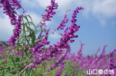 ���L�V�J���u�b�V���Z�[�W