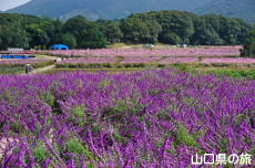 ���L�V�J���u�b�V���Z�[�W