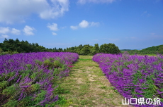 ���L�V�J���u�b�V���Z�[�W