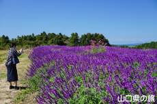 ���L�V�J���u�b�V���Z�[�W