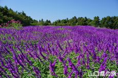 ���L�V�J���u�b�V���Z�[�W