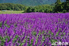 ���L�V�J���u�b�V���Z�[�W