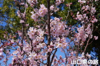 リフレッシュパーク豊浦の啓翁桜