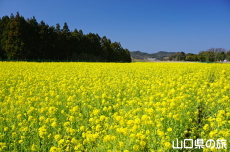 ���t���b�V���p�[�N�L�Y�̍؂̉�