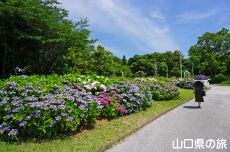 ���t���b�V���p�[�N�L�Y�̂�������