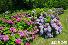 ���t���b�V���p�[�N�L�Y�̂�������