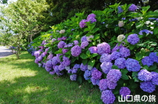 ���t���b�V���p�[�N�L�Y�̂�������