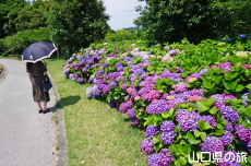 ���t���b�V���p�[�N�L�Y�̂�������