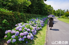 ���t���b�V���p�[�N�L�Y�̂�������