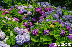 ���t���b�V���p�[�N�L�Y�̂�������