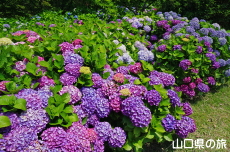 ���t���b�V���p�[�N�L�Y�̂�������